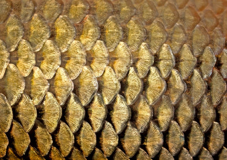 Carp fish scales as a background. Close-up view.の写真素材