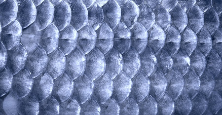 Fish scales as a background. Close-up. Blue color.の写真素材