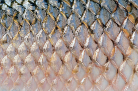 Fresh fish background. Close-up of fresh fish scales texture.の写真素材