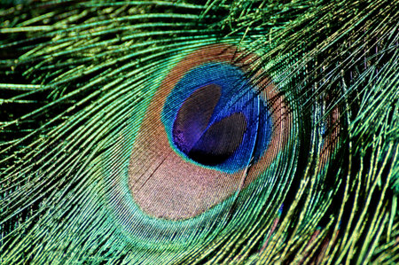 Peacock feathers close up. Peacock feather background.の写真素材