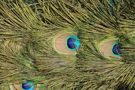 Peacock feathers close up. Peacock feathers background.の写真素材