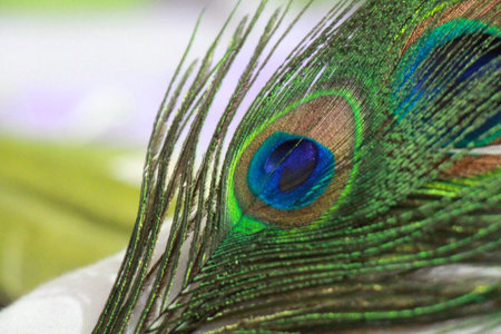 Peacock feather close up. Colorful peacock feathers.の写真素材