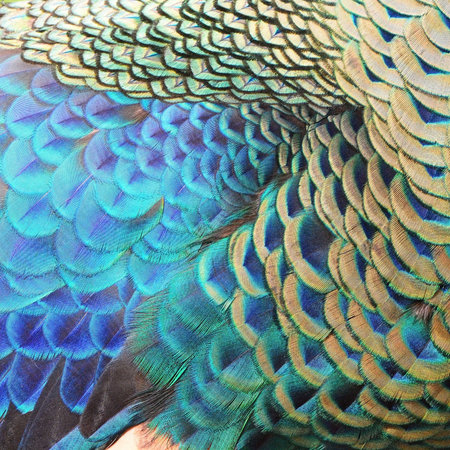 Close up of peacock feathers. Colorful peacock feathers.の写真素材