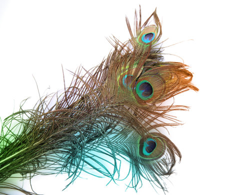 peacock feathers isolated on white background close up. studio shotの写真素材