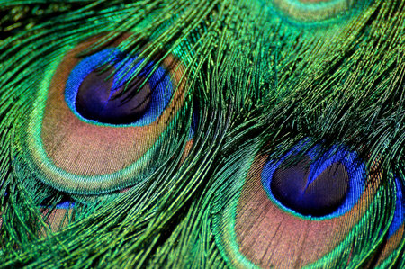 Peacock feathers close up. Colorful peacock feathers background