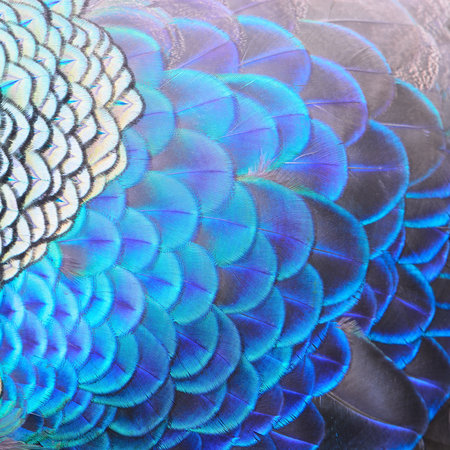 Beautiful peacock feathers texture background. Close up of peacock feathers.の写真素材