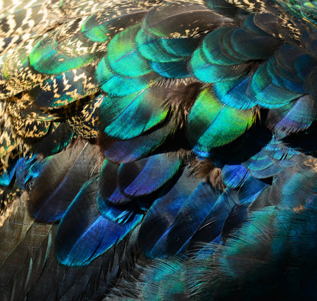 beautiful peacock feathers as a background, closeup of photoの写真素材