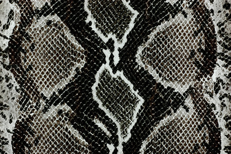 snake skin texture background. Close up of snake skin texture.