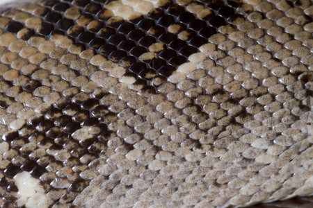 Close up of the skin of a boa constrictor.の写真素材