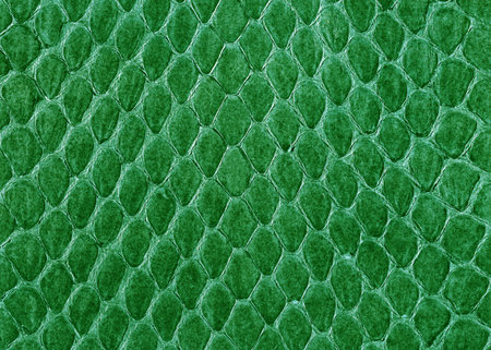 Green snake skin texture for background. Abstract background and texture for design.