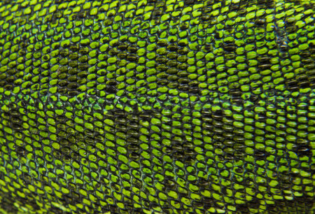 Close-up of a green lizard skin. Animal skin texture.の写真素材