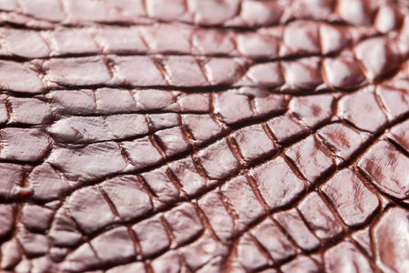 Crocodile skin as a background. Texture. Close-upの写真素材