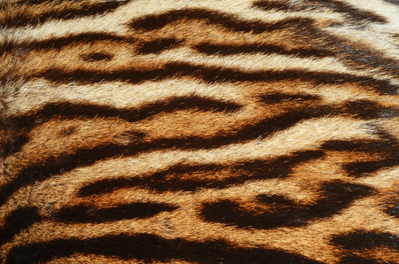 Close up of leopard skin texture, animal skin background. Abstract background