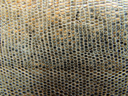 Honeycomb texture background. Honeycomb pattern. Honeycomb background.の写真素材