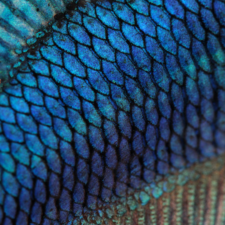 Close up of blue fish skin texture background. Macro photography of fish.の写真素材