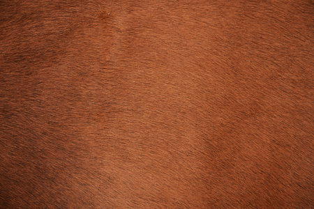 Brown horse fur texture background for design with copy space for text or image.の写真素材