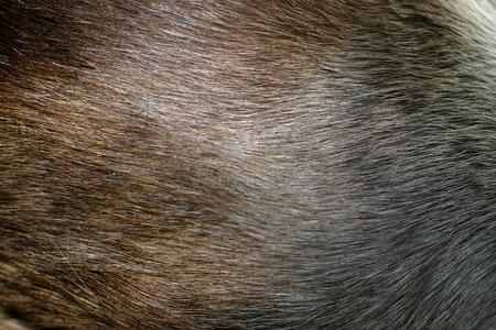 Dog fur texture. Close up of dog fur texture. Animal fur backgroundの写真素材