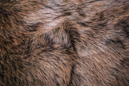 Texture of fur background, close-up. Brown fur texture.