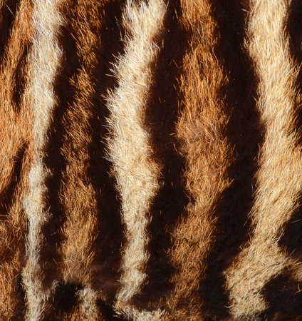 Close up of the fur of a tiger. Abstract background and texture.