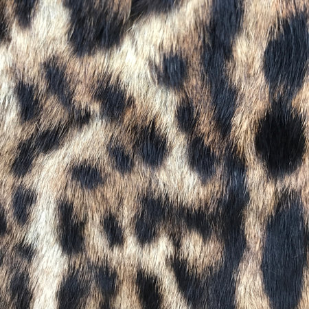Leopard fur texture. Animal skin background. Close-up.の写真素材