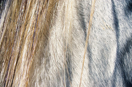 Close-up of the hair of a horse with a ponytail