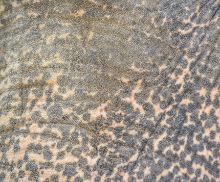 Elephant skin close up for background and texture. Animal skin.の写真素材
