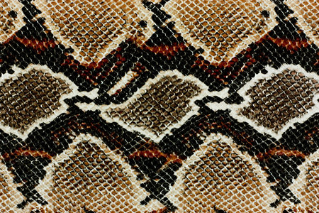 texture of snake skin for pattern and background, closeup of photoの写真素材
