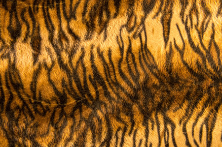 Texture, background. Fur of a tiger. Abstract tiger skin.の写真素材