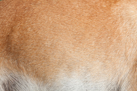 Dog fur texture background. Close up dog fur texture for design.の写真素材