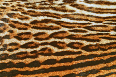 texture of print fabric striped leopard for background, closeup of photoの写真素材