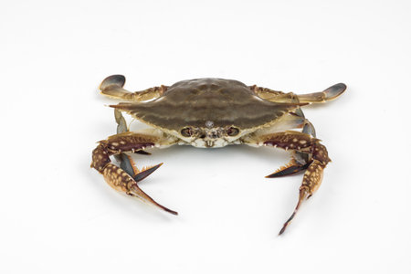 Crab isolated on white background. Freshwater crab on white background