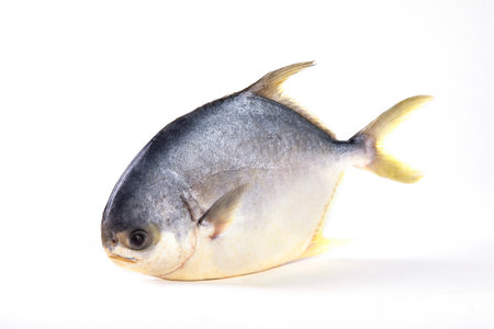 Fish on a white background, fish on a white background, fish