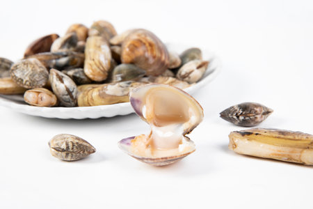 Fresh clams on a white background. Clams on a white backgroundの写真素材