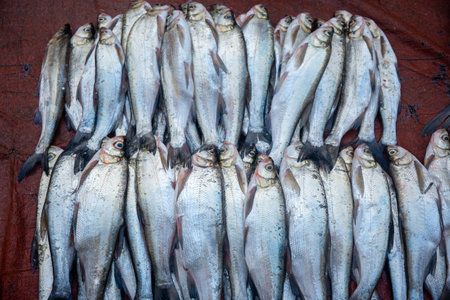 Fresh fish for sale at a fish market in Venice, Italy.の写真素材