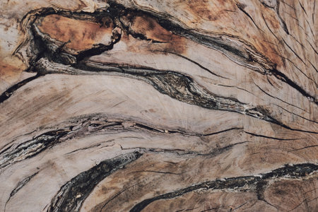 Old wood texture with natural pattern. Abstract background and texture for design.の写真素材