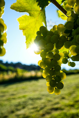 Bunch of white grapes on a vineyard in the sun.の写真素材