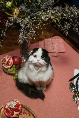 Cat sitting on a table in a restaurant with pomegranateの写真素材