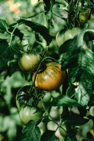 Ripe green tomatoes growing on a branch in a greenhouse. Selective focus.の写真素材