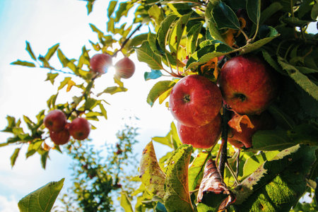 Red apples on apple tree in orchard. Ripe apples ready to harvest.の写真素材