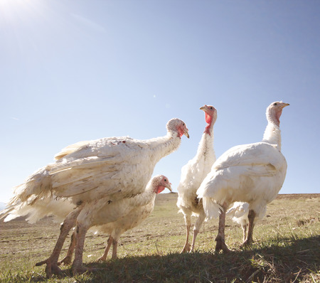 white Christmas turkeys