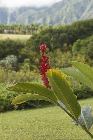 One tropical red ginger blossom in Hawaii with mountains in the background.の写真素材