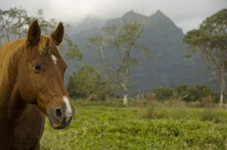 Portrait of one horse and tropical background in Princeville. Hanalei Bay, Kauai, Hawaii.の写真素材