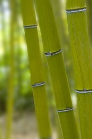 Selective depth of field on a collection of green bamboos.の写真素材