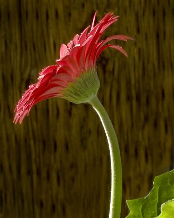 Profile of one red Gerbera flower with dewdrops shining around. の写真素材