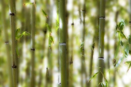 Selective depth of field on a collection of bamboos against white background.の写真素材