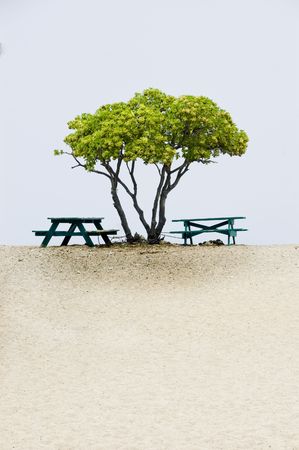 Tree and picnic tables at the beach. Two picnic tables under the tree, blue sea and white sandy...