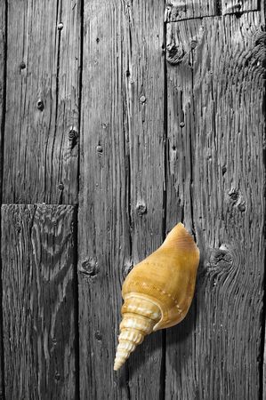 Sea gastropod shell in color sitting on black and white, weathered hardwood floor.