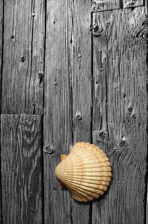 Sea shell in color sitting on a black and white, weathered hardwood floor.の写真素材