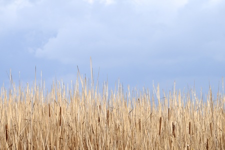 Reed and cattail against cloudscape background.の写真素材