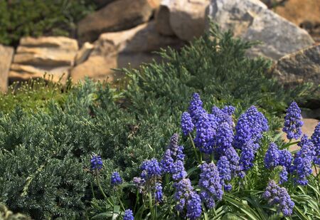 flowers around the stones in the garden